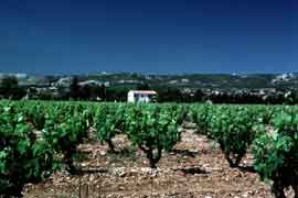 vignes